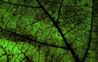 Macro photography of a leaf in green colour. 