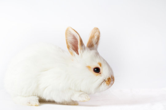cheerful cute rabbit on a white background