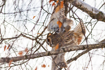 long-eared owl flies among the thick branches of a tree