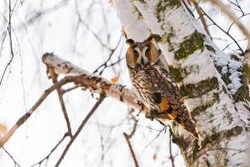 owl with his eyes wide open sits on a tree