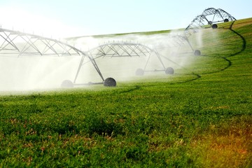 Fototapeta premium sprinkler irrigation in a field