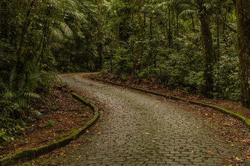 Stone Path Into The Woods - Brazil