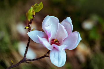 Magnolia flower with a bee on the stamens