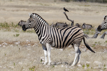 A zebra is standing on the savanna, a crow is on a stick behind