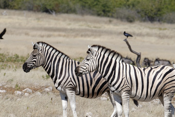 Fototapeta na wymiar Zebras looking alert across the savanna