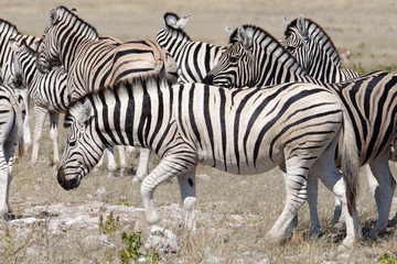 Fototapeta na wymiar A herd of zebras on the dry savanna