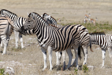 Fototapeta na wymiar Zebras stand alert looking to the side