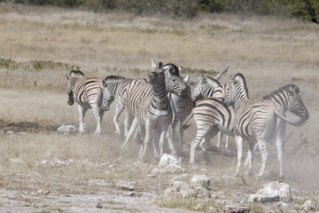 Fototapeta na wymiar Dust is stirred up by two zebras fighting