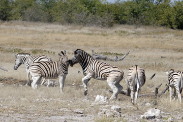 Fototapeta na wymiar Zebra are nuzzling each other