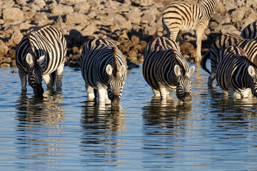 Fototapeta na wymiar Zebras are enjoying a drink, knee deep in water at a water hole