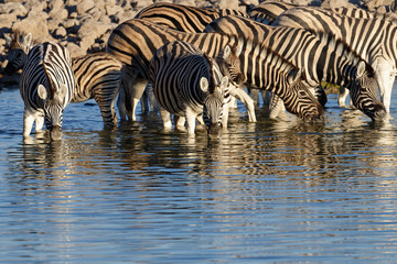 Fototapeta na wymiar Zebras enjoy cooling down and drinking at a waterhole
