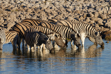 Zebras are standing in the cooling water drinking.