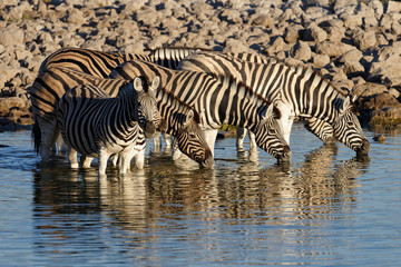 Fototapeta na wymiar Zebras in a line drinking at a water hole