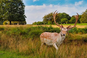 Walking deer in Richmond Park London
