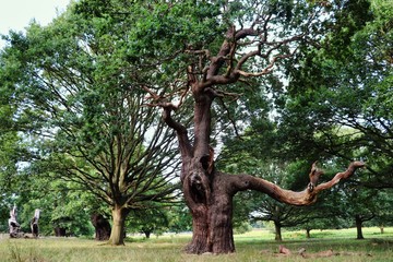 Old Tree in Richmond Park London