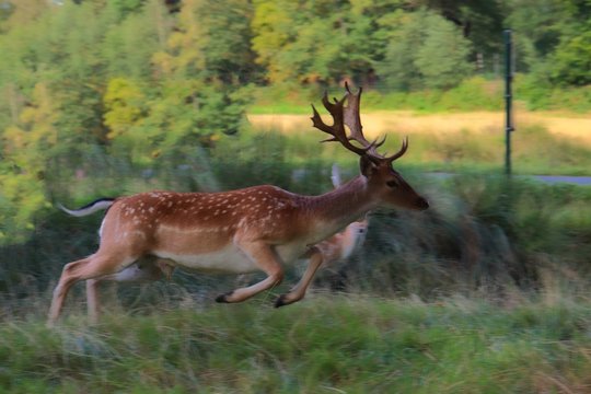 Running Deer In Richmond Park London