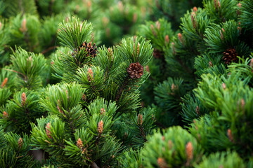 Young pine trees with cones.