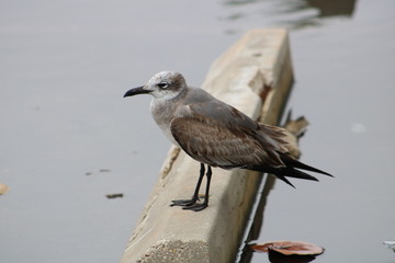 seagull on beach