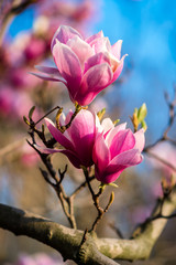 Flowering magnolia trees. Large white-pink flowers on branches