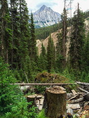 Mountain through Trees
