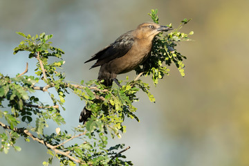 Great-tailed Grackle