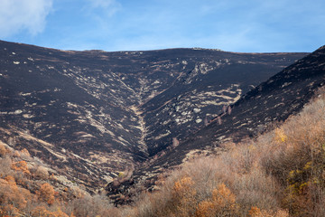 Naklejka premium Burnt mountain highlands turned in to dust after a fire, colorful autumn colored trees and soft, blue sky