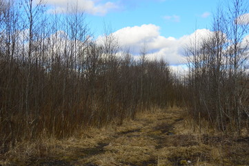 morning in the forest