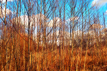 Fototapeta premium sunset in the forest