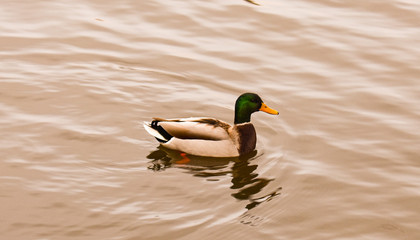 ducks in pond