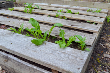 Lettuce and arugula sprouts in a raised bed garden made from a pallet
