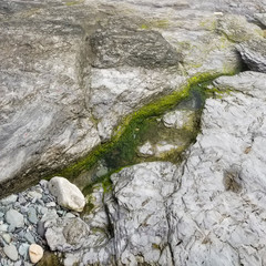 Moss grows in a pool among the rocks