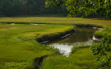 Peeking through the tree branches to the saltmarsh beyond