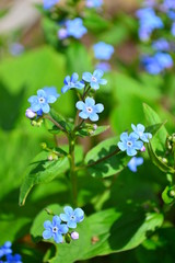 blue flowers in the garden