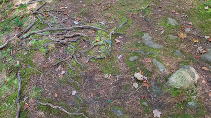 Roots, moss and leaves along the trail floor