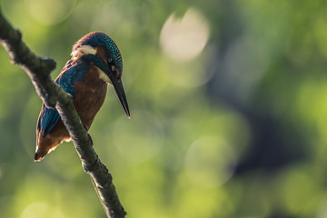 kingfisher on a branch