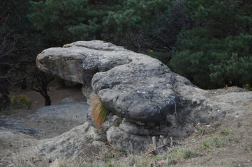 Fototapeta na wymiar turtle on a rock