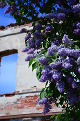 tree in front of an old house