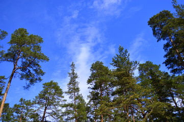 trees and blue sky