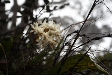 Weiß blühende Orchideenart. Gesehen bei der Tour auf den Mount Kinabalu (Gunung Kinabalu), Sabah,...