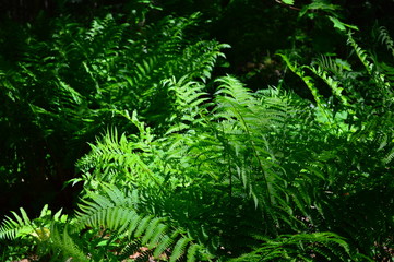 fern in the forest