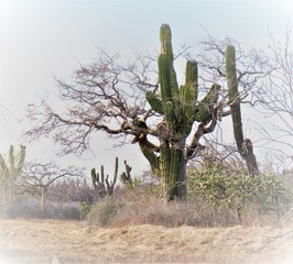cactus in the desert