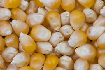 Corn grains close-up. Food background. Full frame.