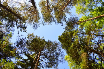 tree in autumn