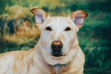 Cute Portrait Of Labrador Retriever