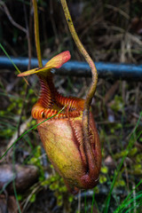Nepenthes villosa, eine fleischfressende Kannenpflanze. Gesehen bei der Tour auf den Gunung Kinabalu, Sabah, Borneo