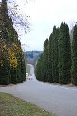 Fototapeta premium road in the forest