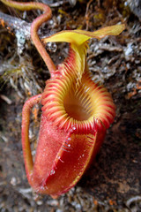 Nepenthes villosa, eine fleischfressende Kannenpflanze. Gesehen bei der Tour auf den Gunung Kinabalu, Sabah, Borneo