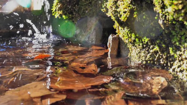 Fuente llena de hojas secas con chorro de agua y gotas en c&aacute;mara lenta