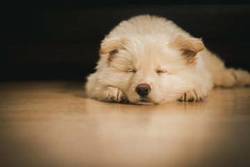 White German Shepherd Puppy in Living Room
