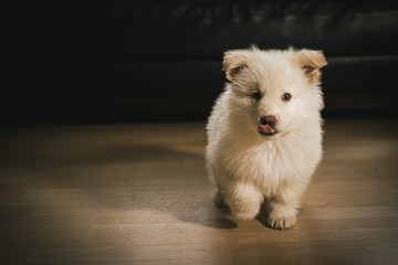 Fototapeta na wymiar White German Shepherd Puppy in Living Room